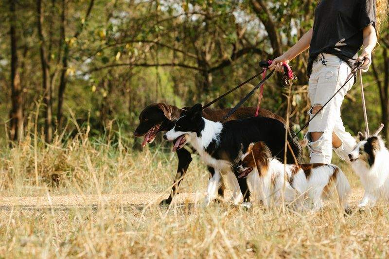 愛犬の毎日に、安心と楽しさを届けるドッグウォーキングサービス