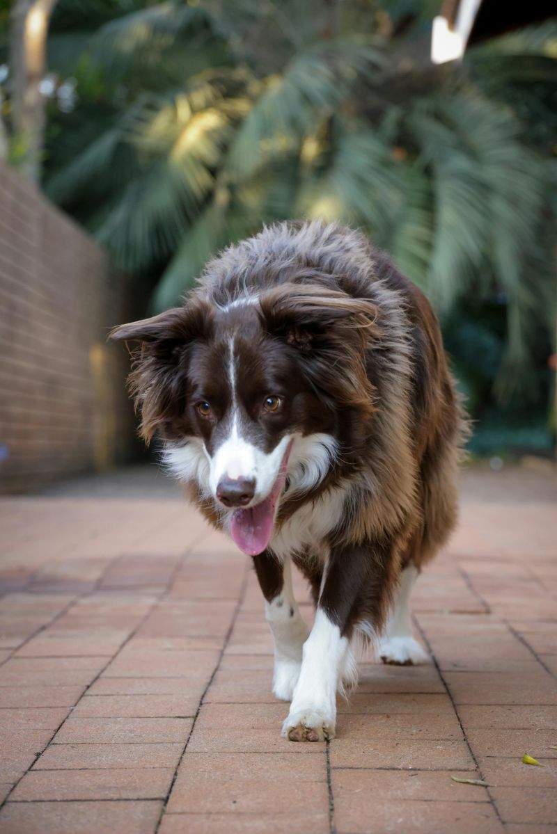 シニア犬向けゆっくり散歩