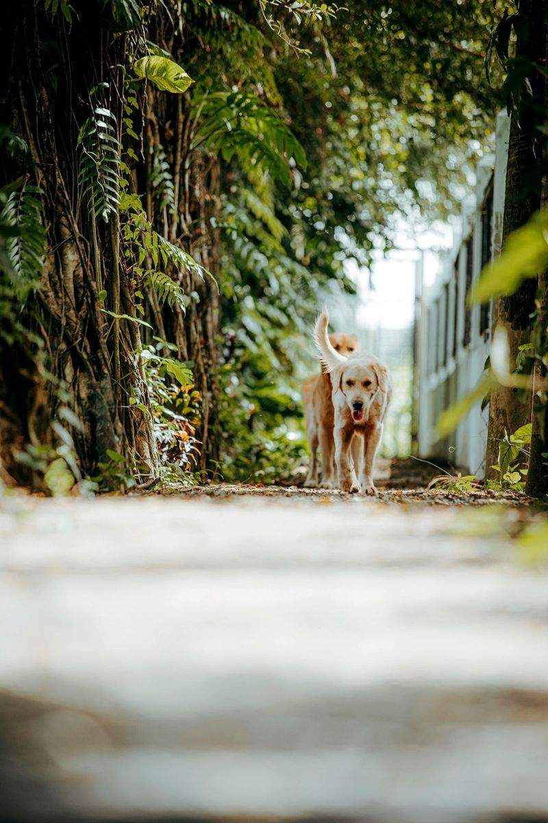 子犬の社会化サポート散歩